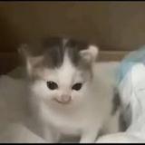 由 louis_qaq (刊登 ID 1359478867，圖片 1) 提交，位於 的 (類別：)，說明：。