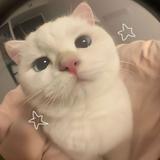 (Kategori: ) berada di . Dikirim oleh catishjenn (ID iklan 1365763530, Gambar 1). Deskripsi: .