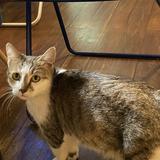 (Kategori: ) berada di . Dikirim oleh adoptyukk (ID iklan 1210893528, Gambar 1). Deskripsi: .