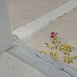 (Category: ) located in . Submitted by swapmeet_conductor (Listing ID 1358093797, Image 1). Description: .
