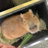 由 yuuuuuuaaa (刊登 ID 1381241478，圖片 1) 提交，位於 的 (類別：)，說明：。