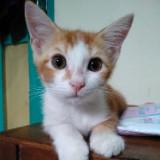 (Kategori: ) berada di . Dikirim oleh annisaerha_ (ID iklan 1359762100, Gambar 1). Deskripsi: .