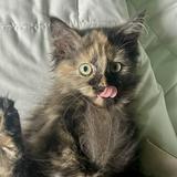 (Category: ) located in . Submitted by chic444 (Listing ID 1359718168, Image 1). Description: .