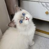 (Category: ) located in . Submitted by cocochanel.ragdoll (Listing ID 1187384480, Image 1). Description: .