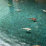 (Category: ) located in . Submitted by expat82 (Listing ID 1359890708, Image 1). Description: .