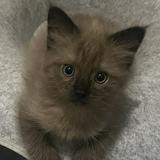 (Category: ) located in . Submitted by sillyz (Listing ID 1362789038, Image 1). Description: .