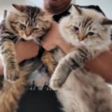 (Kategori: ) berada di . Dikirim oleh mami.kily (ID iklan 1332017828, Gambar 1). Deskripsi: .