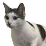 由 tony_didio (刊登 ID 1367849362，圖片 1) 提交，位於 的 (類別：)，說明：。