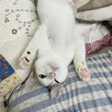 由 miumiuchen05920 (刊登 ID 1381949672，圖片 1) 提交，位於 的 (類別：)，說明：。