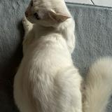 (Kategori: ) berada di . Dikirim oleh prelovedsasp (ID iklan 1362454131, Gambar 1). Deskripsi: .