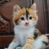 (Kategori: ) berada di . Dikirim oleh vernanjaya (ID iklan 1360630442, Gambar 1). Deskripsi: .