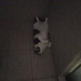 (Category: ) located in . Submitted by kittykatlayingdown (Listing ID 1420085362, Image 1). Description: .
