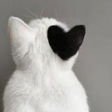 (Kategori: ) berada di . Dikirim oleh luvluvs (ID iklan 1298394286, Gambar 1). Deskripsi: .