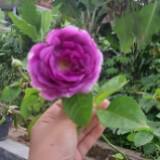 (Kategori: ) berada di . Dikirim oleh sarahest95 (ID iklan 1360212558, Gambar 1). Deskripsi: .