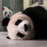 (分類:)位於 。 由 bamboo328 提交(商品編號 1376060951,圖片 1)。簡介: 。