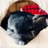 (Category: ) located in . Submitted by thechonkychins.abode (Listing ID 1377003302, Image 1). Description: .