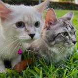 (Category: ) located in . Submitted by usable_stuffs (Listing ID 1385411546, Image 1). Description: .