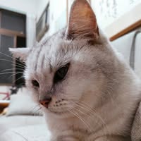 由 bird2404645 (刊登 ID 1382041573，圖片 1) 提交，位於 的 (類別：)，說明：。