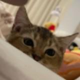 (Category: ) located in . Submitted by jieri.sgautos.team (Listing ID 1378522943, Image 1). Description: .