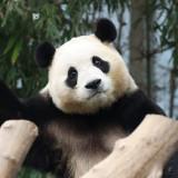 由 cdyuuu (刊登 ID 1385589644，圖片 1) 提交，位於 的 (類別：)，說明：。