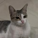 (Kategori: ) berada di . Dikirim oleh feliciafebriani (ID iklan 1359540571, Gambar 1). Deskripsi: .