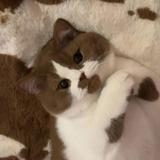 (Category: ) located in . Submitted by melodicfluff (Listing ID 1345342183, Image 1). Description: .