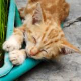 (Kategori: ) berada di . Dikirim oleh buymysfuff (ID iklan 1380090396, Gambar 1). Deskripsi: .