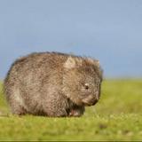 由 wombatpai (刊登 ID 1380152952，圖片 1) 提交，位於 的 (類別：)，說明：。