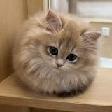 （分類：）位於 。 由 awchiu 提交（商品編號 1383936990，圖片 1）。簡介： 。