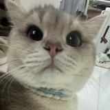 （分類：）位於 。 由 heidi.xx 提交（商品編號 1385455649，圖片 1）。簡介： 。