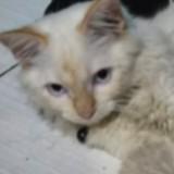(Category: ) located in . Submitted by kay-cart (Listing ID 1363952191, Image 1). Description: .