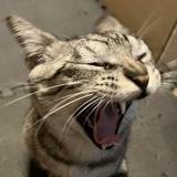 由 uzuhang (刊登 ID 1382667691，圖片 1) 提交，位於 的 (類別：)，說明：。