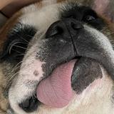 (Category: ) located in . Submitted by mihatdog (Listing ID 1358780931, Image 1). Description: .