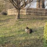 (Category: ) located in . Submitted by catonahill (Listing ID 1361072916, Image 1). Description: .
