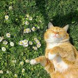 (Category: ) located in . Submitted by tortoiseshellkate (Listing ID 1345578731, Image 1). Description: .