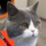 （分類：）位於 。 由 heeheehere 提交（商品編號 1377710947，圖片 1）。簡介： 。