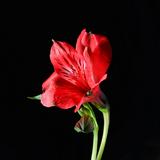（分類：）位於 。 由 dd_secondhand_shop 提交（商品編號 1361123670，圖片 1）。簡介： 。