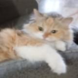 (Category: ) located in . Submitted by louise1907 (Listing ID 1381633578, Image 1). Description: .