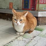 （分類：）位於 。 由 songmart 提交（商品編號 1377390956，圖片 1）。簡介： 。