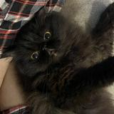 (Category: ) located in . Submitted by arissadania08 (Listing ID 1362086999, Image 1). Description: .