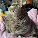 （分類：）位於 。 由 dazzang 提交（商品編號 1361350512，圖片 1）。簡介： 。