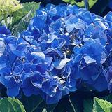 (分類:)位於 。 由 miracle.m 提交(商品編號 1459612055,圖片 1)。簡介: 。
