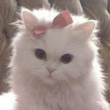 (Category: ) located in . Submitted by jellycat.sg (Listing ID 1294086133, Image 1). Description: .