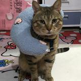 頭像
