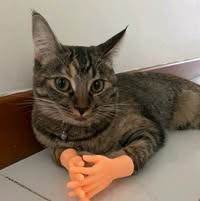 (Category: ) located in . Submitted by guinnmaya (Listing ID 1450310703, Image 1). Description: .
