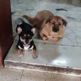 (Category: ) located in . Submitted by gelo1010 (Listing ID 1371189514, Image 1). Description: .