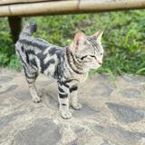(Kategori: ) berada di . Dikirim oleh jualannyasalsho (ID iklan 1364656980, Gambar 1). Deskripsi: .