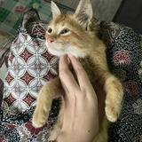 (Category: ) located in . Submitted by mmeowlilies (Listing ID 1462909716, Image 1). Description: .