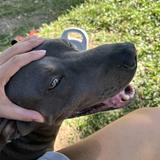 (Category: ) located in . Submitted by momma_jess (Listing ID 1361597558, Image 1). Description: .