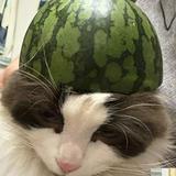 由 user_wtf (刊登 ID 1382843791，圖片 1) 提交，位於 的 (類別：)，說明：。